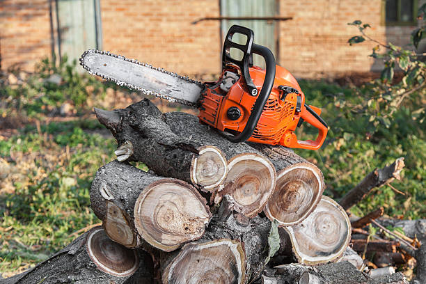 Best Tree Pruning Services  in Madelia, MN